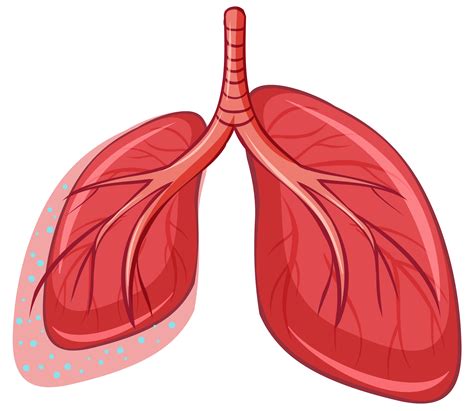 pulmão desenho